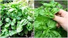 20 Clever Ways To Use Basil Leaves That Goes Way Beyond Pesto